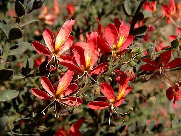 Waxflower