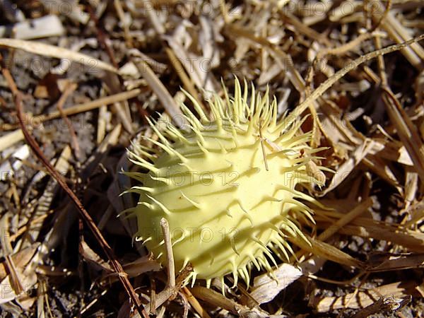 (Anguria) cucumber, hedgehog cucumber