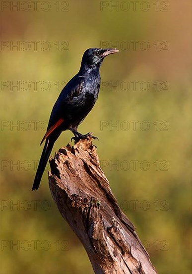Adult red-winged starling