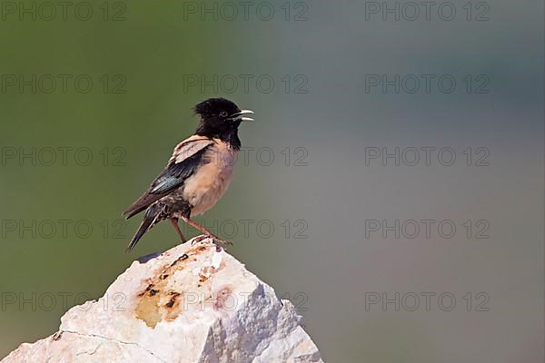 Pink rosy starling