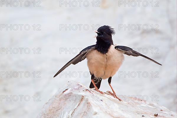Pink rosy starling