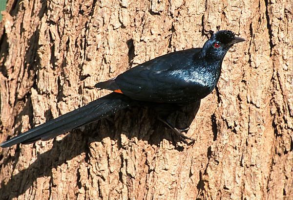 Helmeted Starling