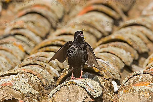 Spotless Starling