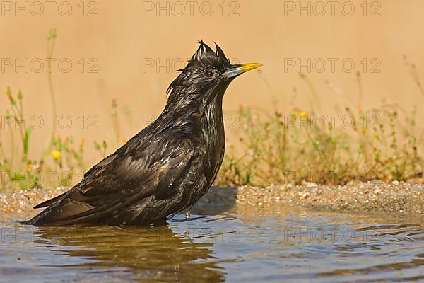Spotless Starling