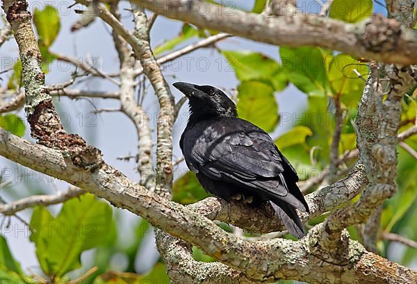 Cuban Crow