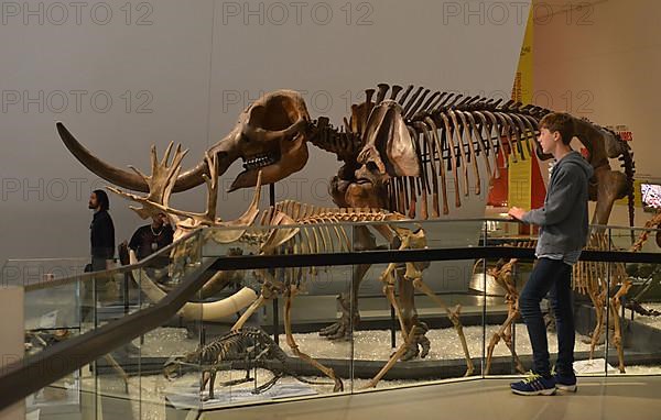 Royal Ontario Museum