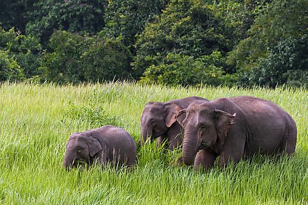 Animal family