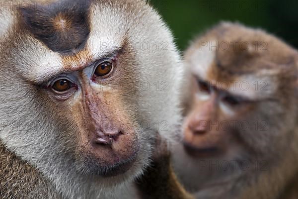 Northern pig-tailed macaque