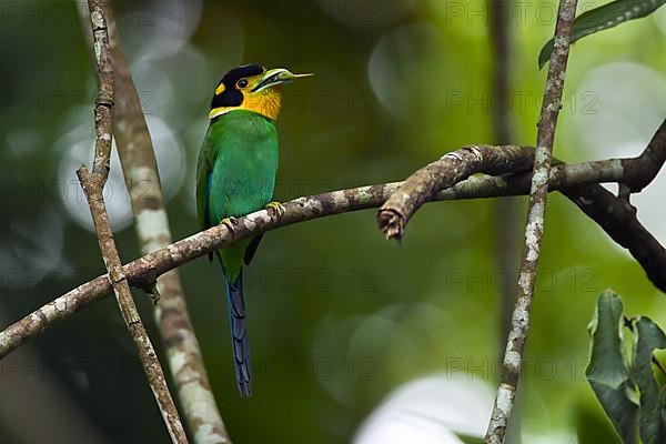 Long-tailed broadbill