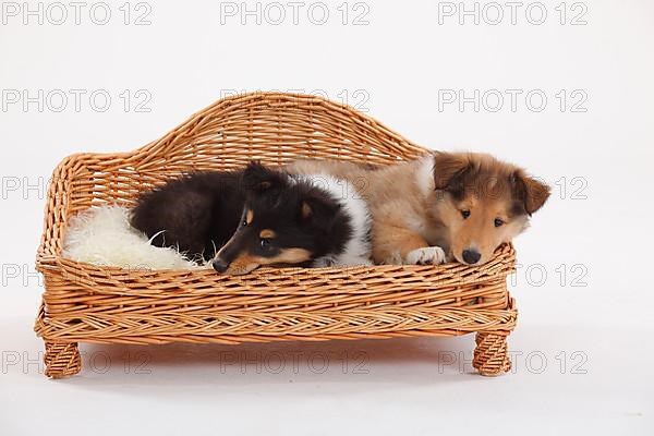 Rough Collie