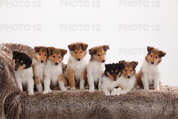 Rough Collie