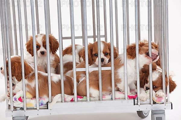 Cavalier King Charles Spaniel