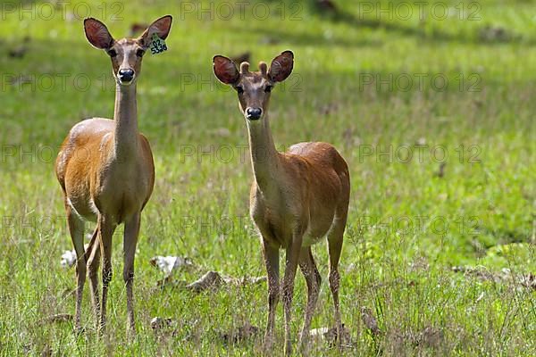 Eld's deer