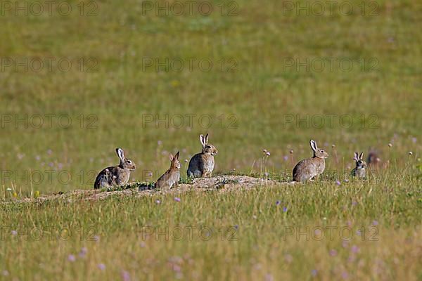 European rabbits