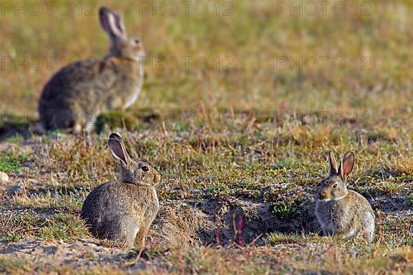 European rabbits