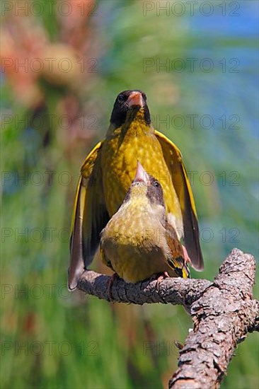 Mating of an adult Black-headed Greenfinch