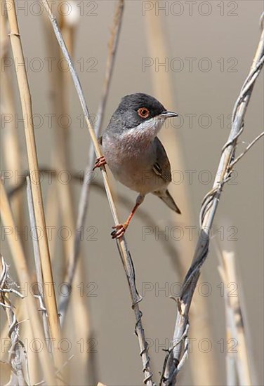 Menetries's Warbler