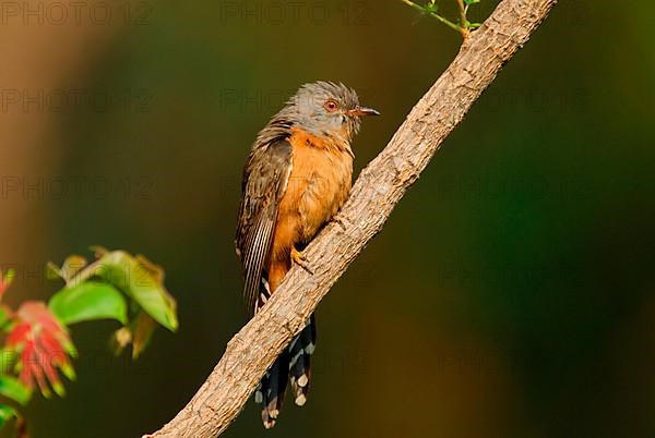 Plaintive Cuckoo