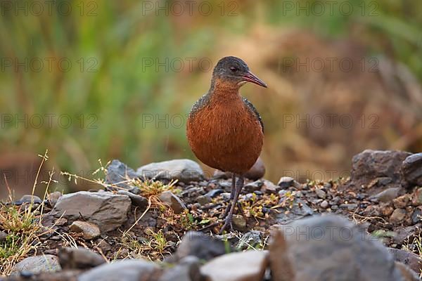 Rouget's rouget's rail
