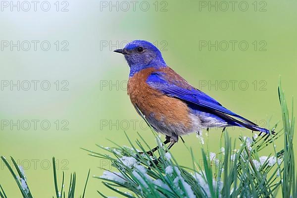 Western Bluebird