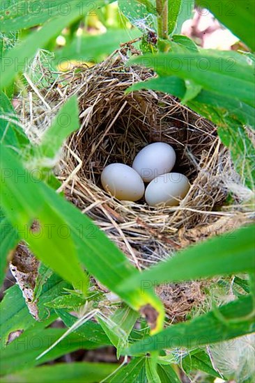 Indigo Bunting