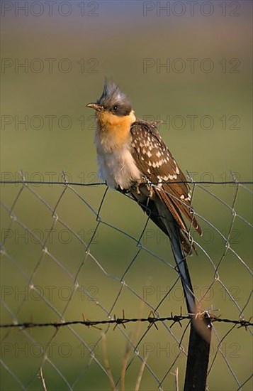 Great Spotted Cuckoo