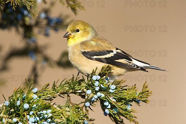 American Goldfinch