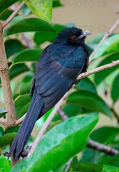 Asian Koel