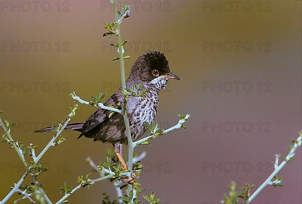 Cyprus warbler