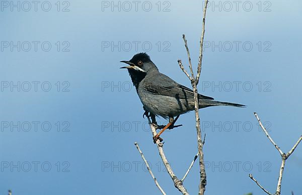 Rueppell's Warbler