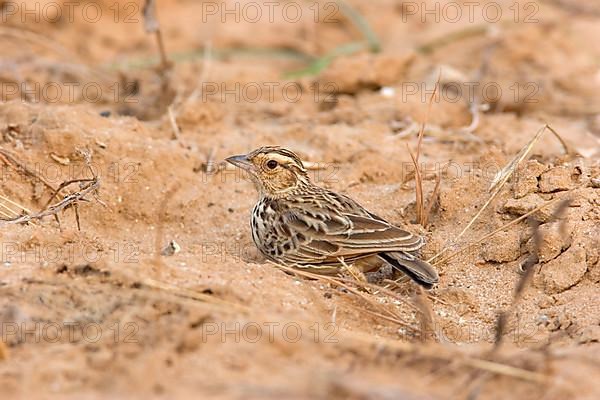 Burmese bush lark