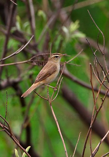 Brown Warbler