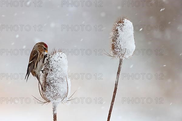 Lesser lesser redpoll
