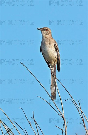 Gundlach Mockingbird