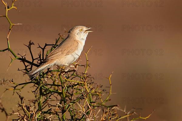 African Desert Warbler