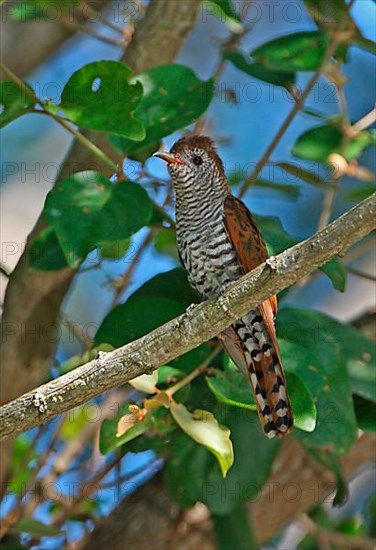 Amethyst Cuckoo