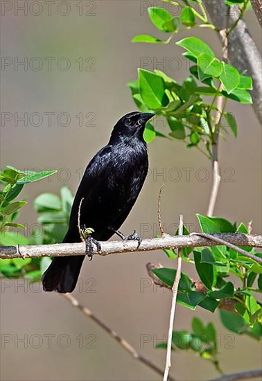 Starling