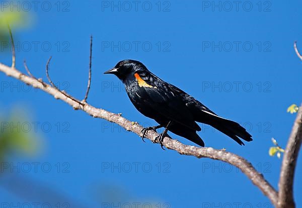 Tawny-shouldered Blackbird