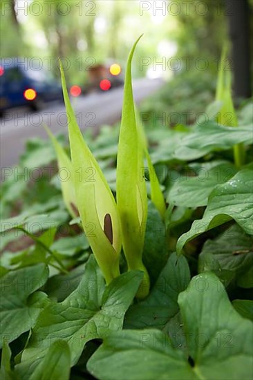 Lords and common arum