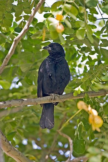Scrub Blackbird