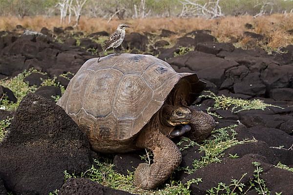 Chatham Mockingbird on a Galapagos Giant Tortoise from San Cristobal Island