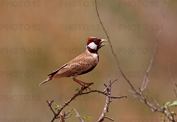 Chestnut-headed Sparrow-lark