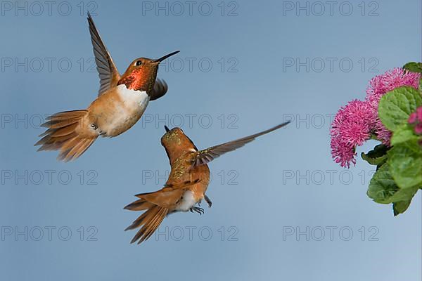 Rufous Hummingbird