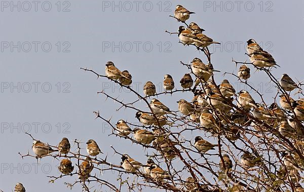 Cape Sparrow