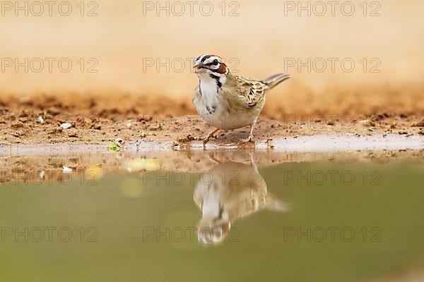 Lark Sparrow
