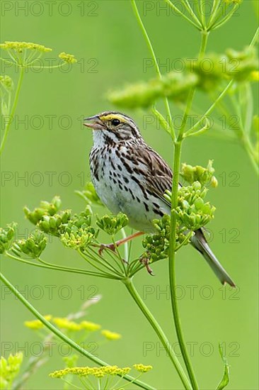 Savannah sparrow
