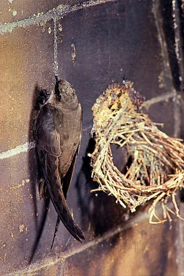 Chimney swift