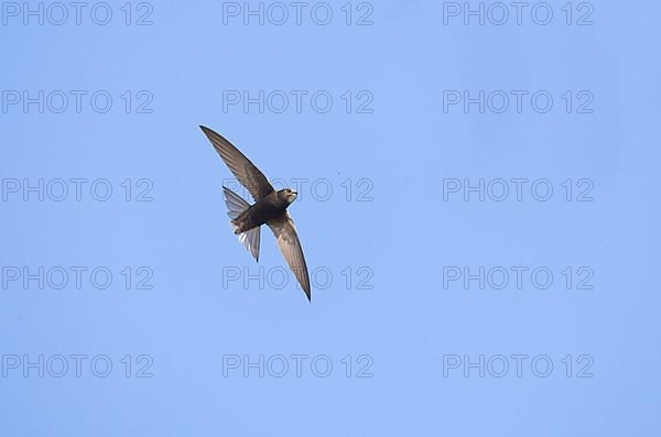 Common Swift