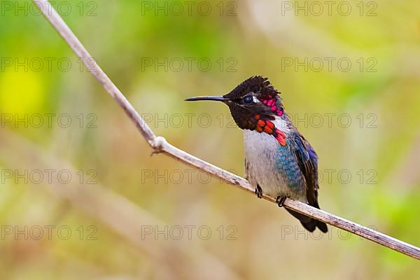 Bee hummingbird