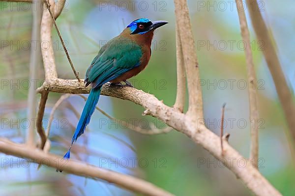 Trinidad Motmot